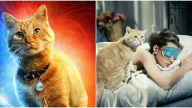 Photo of 10 Best On-Screen Cat Companions